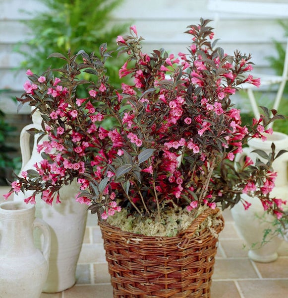 Blühender Zierstrauch im Weidenkorb