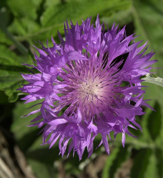 Nahaufnahme einer Flockenblume im Garten