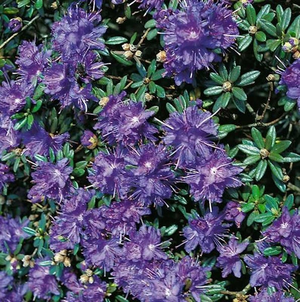 Nahaufnahme einer lila blühenden Rhododendronpflanze mit grünen Blättern