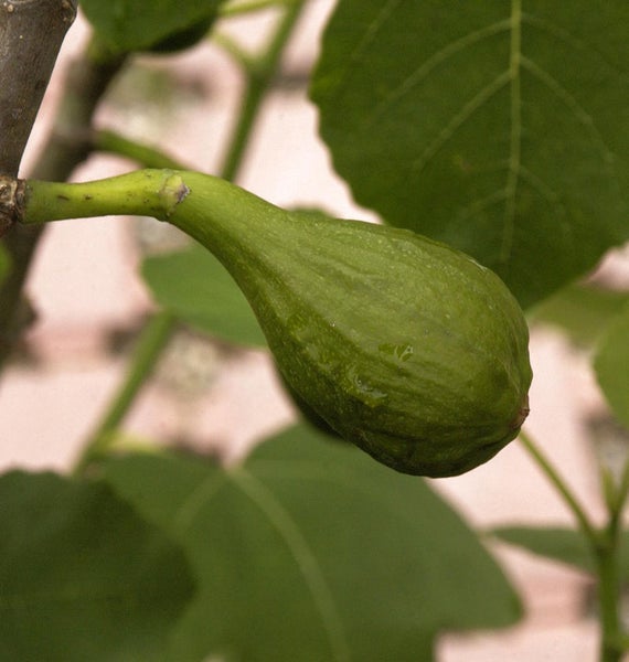 Unreife grüne Feige am Feigenbaum