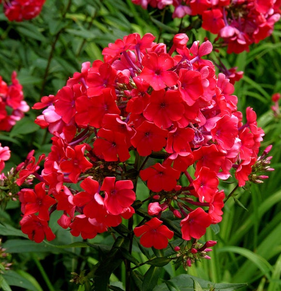 Rote Flammenblume im Gartenbeet