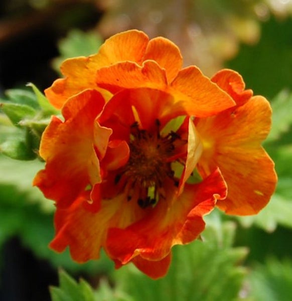 Nahaufnahme einer blühenden Nelkenwurz