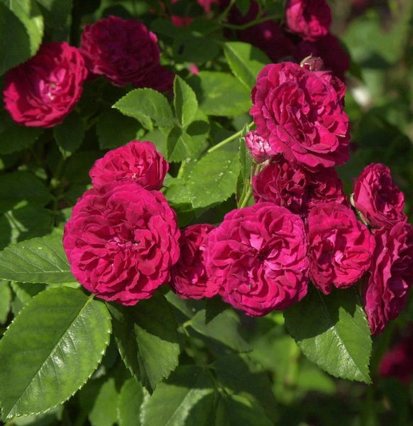 Nahaufnahme von roten Rosenblüten mit grünen Blättern