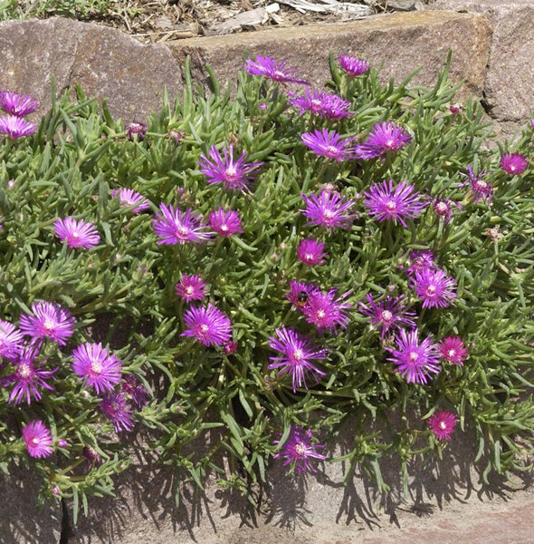 Mittagsblume mit lila Blüten in einem Gartenbeet