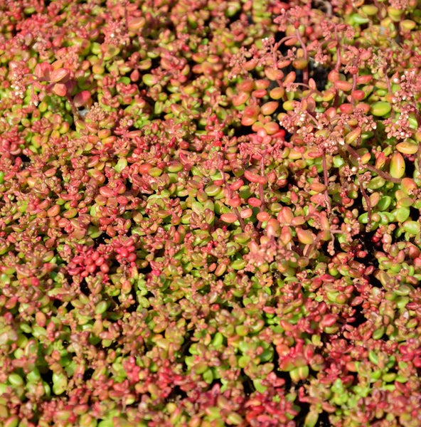 Dichtes Feld von Mauerpfeffer-Pflanzen