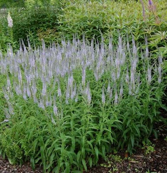 Ehrenpreis Pflanze im Gartenbeet