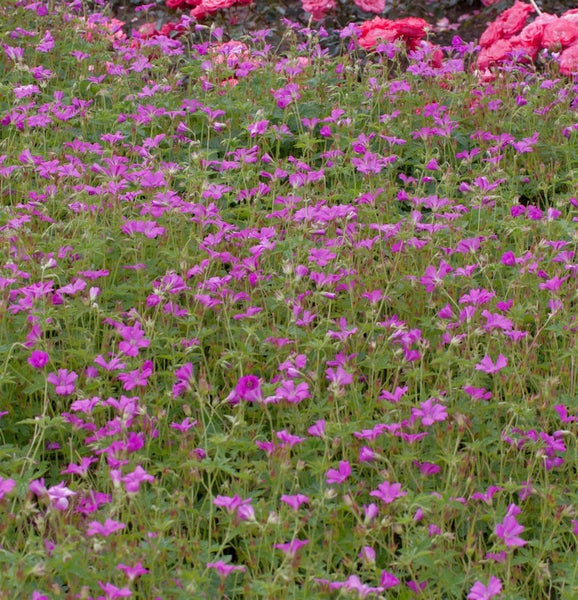 Feld mit Storchschnabelblüten
