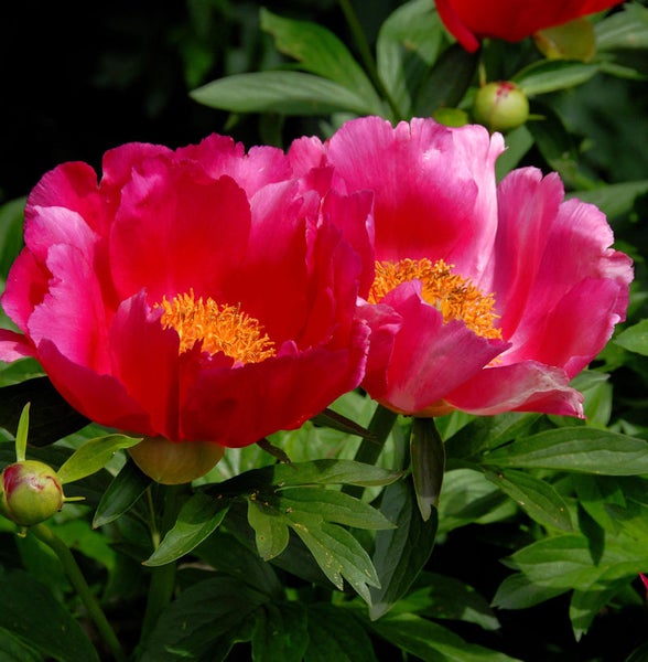 Nahaufnahme von zwei Pfingstrosenblüten im Garten