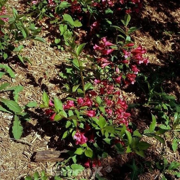 Blühende Weigelie im Gartenbeet.