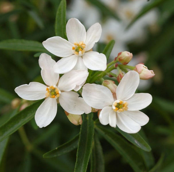 Nahaufnahme einer Raute-Blättrigen Duftraute mit weißen Blüten