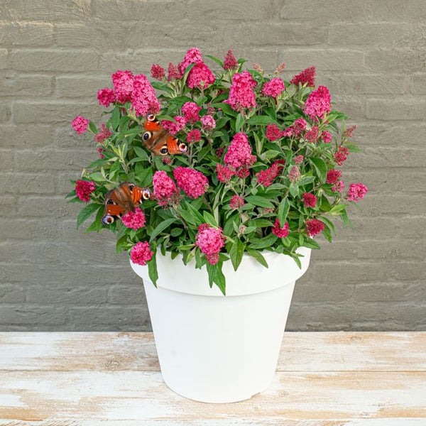 Bloomique - Buddleja Butterfly Little Ruby - Schmetterlingsflieder - Gartenpflanzen - Winterhart - 30-40 cm Hoch - Topf 19 cm