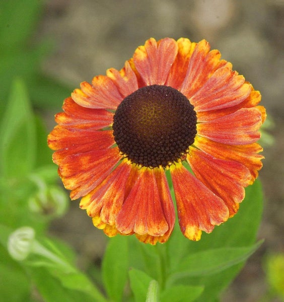 Nahaufnahme einer Sonnenbrautblume im Garten.