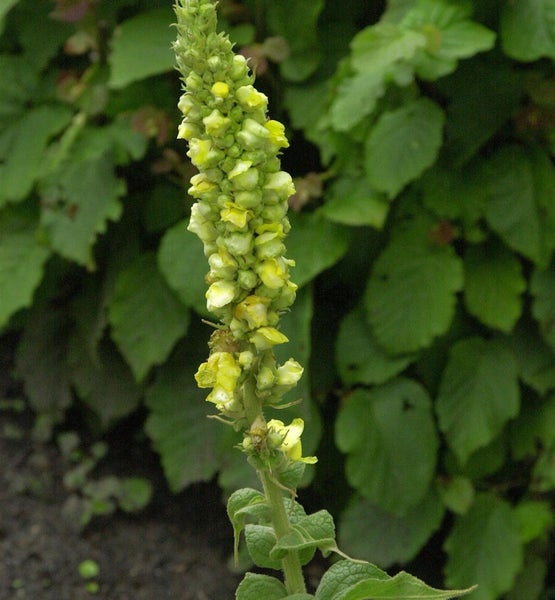 Königskerze mit gelben Blüten