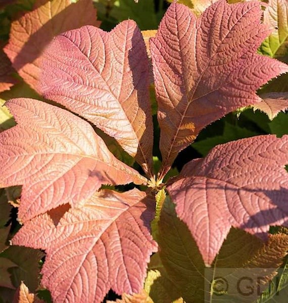 Nahaufnahme von Eichenblatt-Hortensienblättern