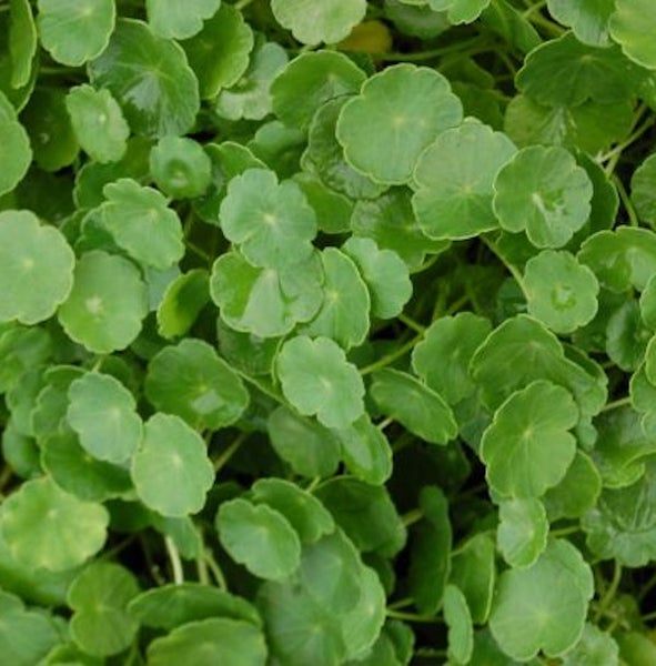 Asiatischer Wassernabel, eine Sumpfpflanze mit runden Blättern.