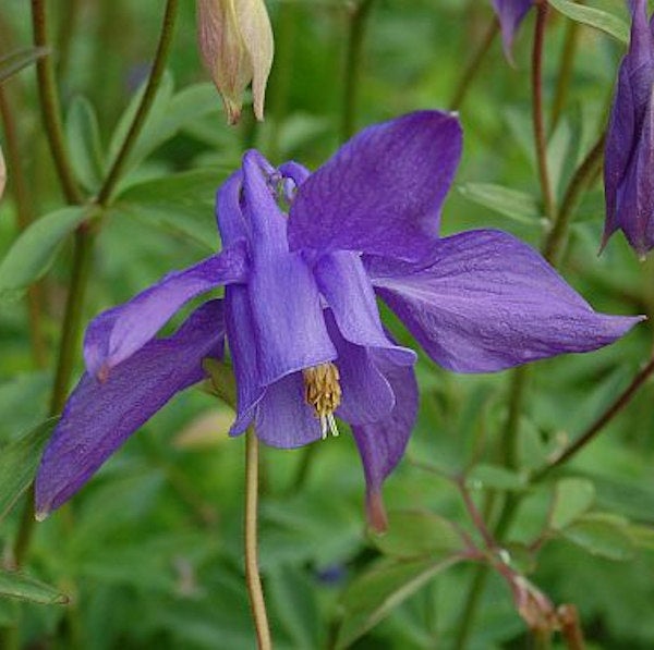 Nahaufnahme einer blauen Akelei im Garten.