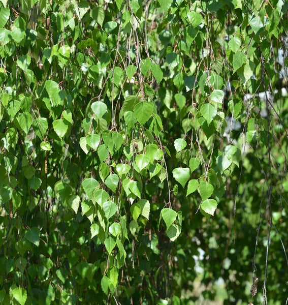 Nahaufnahme einer Birke mit Blättern