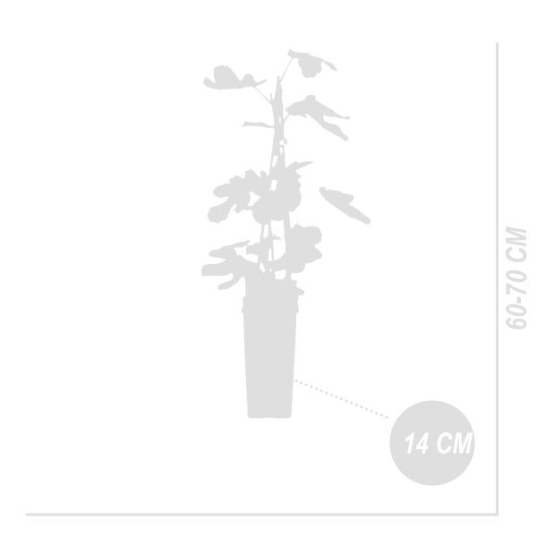 Bloomique - 2x Ficus Carica 'Brown Turkey' - Feigenbaum - Obstbäume - Gartenpflanzen - Winterhart - ⌀14 cm - Höhe 60-70 cm