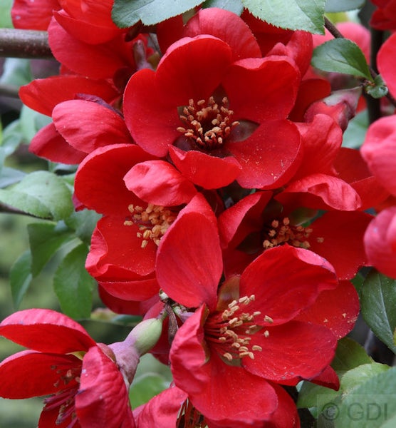 Nahaufnahme von Zierquittenblüten