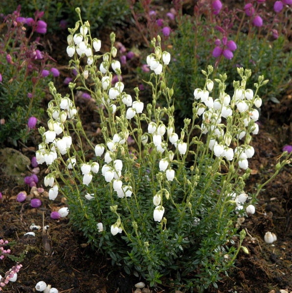 Blühende Glockenheide Pflanze im Garten.