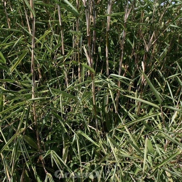 Bambuspflanze mit grünen Blättern und braunen Stängeln