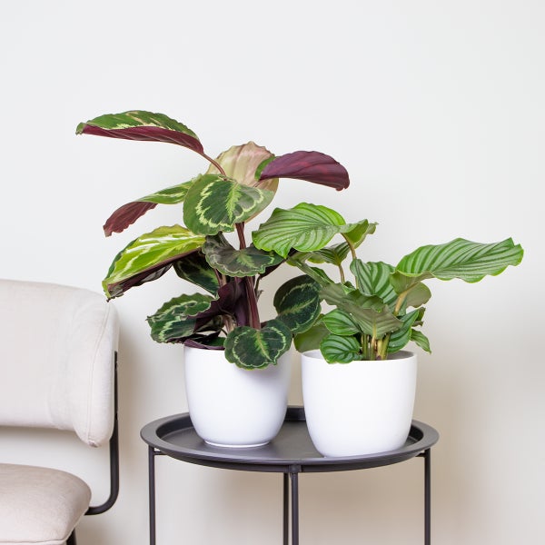 Calathea 'Medaillon' & 'Orbifolia' | Luftreinigende Zimmerpflanzen im Anspiratietopf ⌀14 cm - ↕40-45 cm