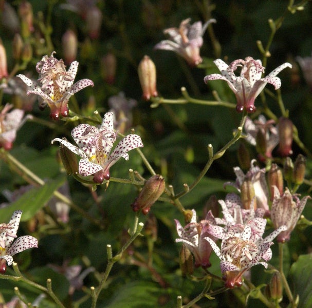 Nahaufnahme von Tupfenlilienblüten