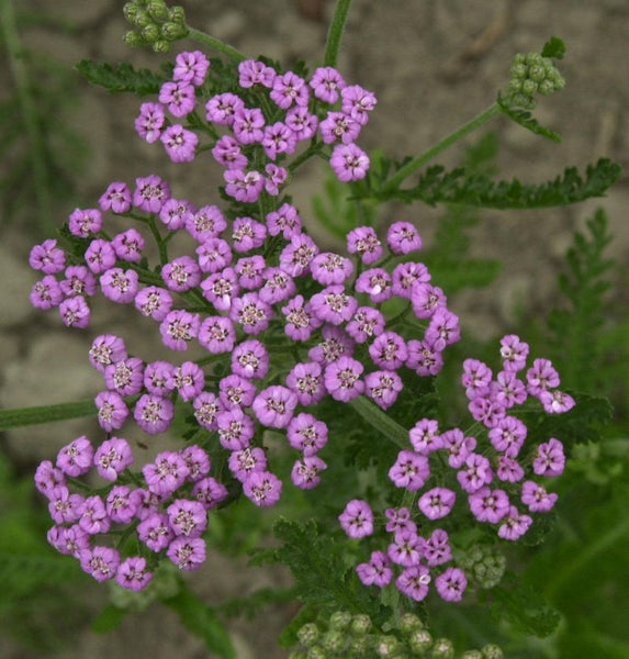 Nahaufnahme einer Schafgarbenpflanze mit Blüten