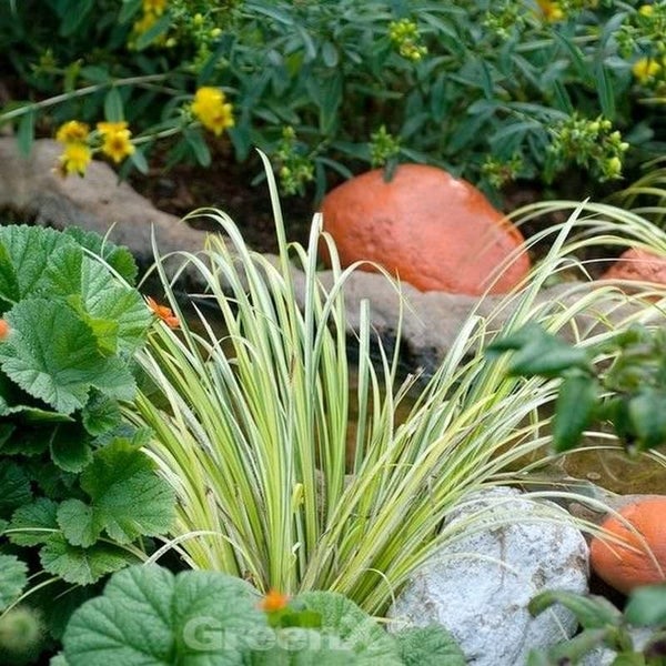 Gartenszene mit Ziergras, Steinen und gelben Blüten