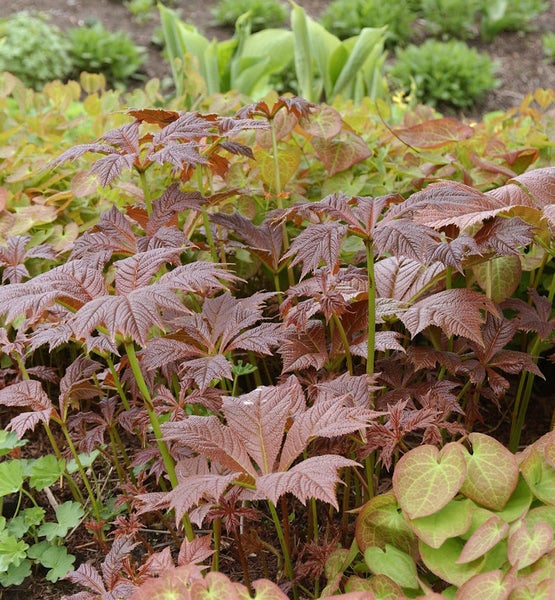 Pflanzengruppe im Garten mit Astilboides tabularis