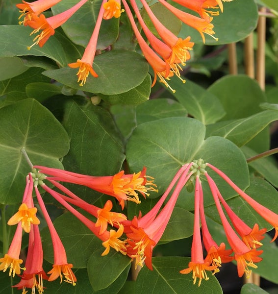 Nahaufnahme einer Geißblattpflanze mit Blüten und Blättern