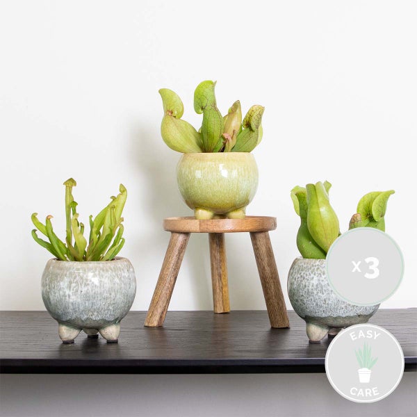 3x Sarracenia 'Juthatip Soper' – Fleischfressende Pflanze – Pflegeleicht –⌀6 cm – ↕05-10cm