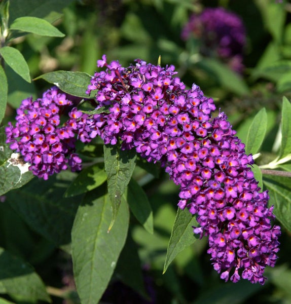 Nahaufnahme einer lila Schmetterlingsfliederblüte mit grünen Blättern
