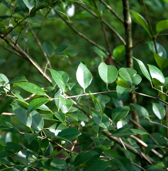 Nahaufnahme von Blättern und Ästen einer Pflanze