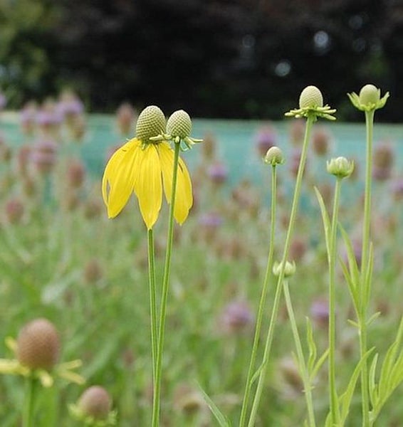 Gelber Sonnenhut in einem Gartenbeet