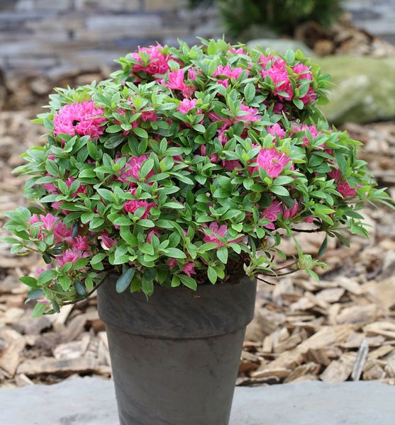 Azalee in einem Topf mit rosafarbenen Blüten