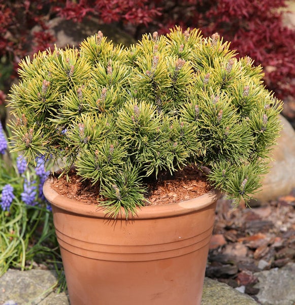 Kiefer im Topf für den Garten