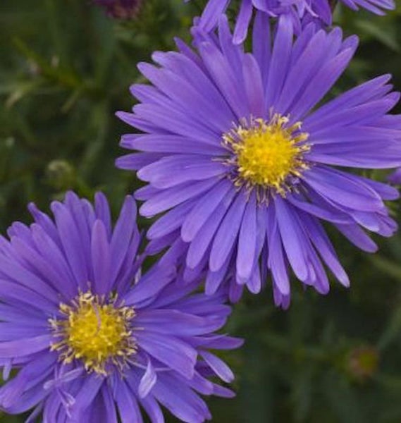 Nahaufnahme von lila Herbstasternblüten mit gelber Mitte