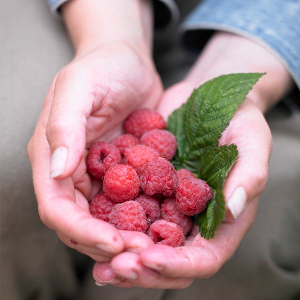 Bloomique - Rubus Idaeus 'Héritage' - Himbeerpflanze - Obstpflanzen - Gartenpflanzen - Winterhart - ⌀14 cm - Höhe 60-70 cm