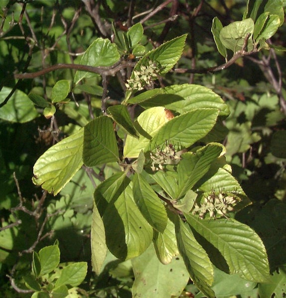 Blätter und Blüten einer Pflanze