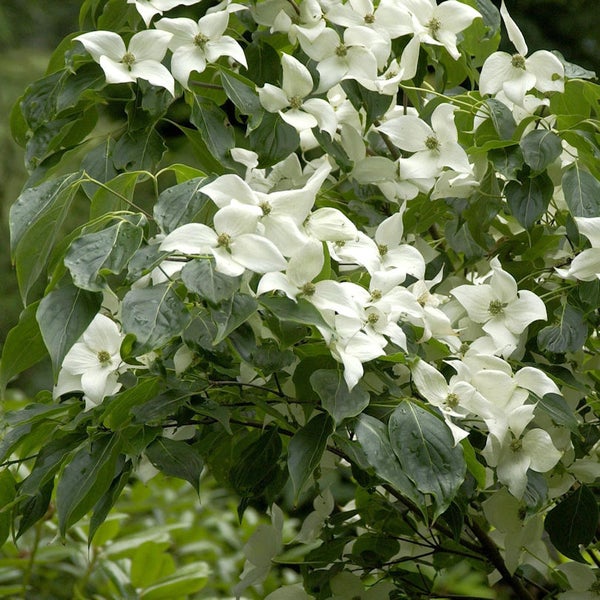 Blühender Blumenhartriegel mit weißen Blüten und grünen Blättern.