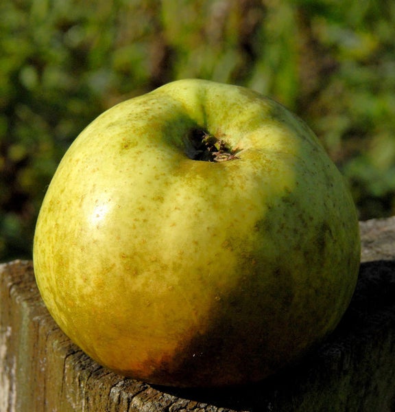 Ein einzelner Apfel auf einer Holzoberfläche