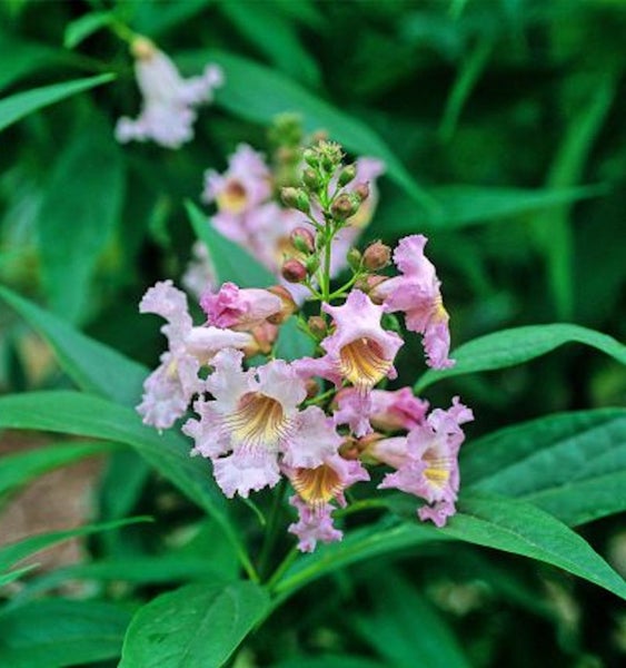 Nahaufnahme der blühenden Trompetenblume mit Blättern