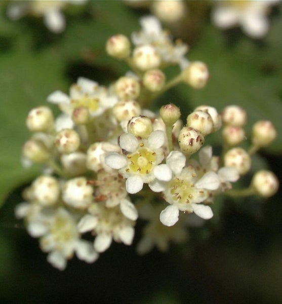 Nahaufnahme von Ebereschenblüten