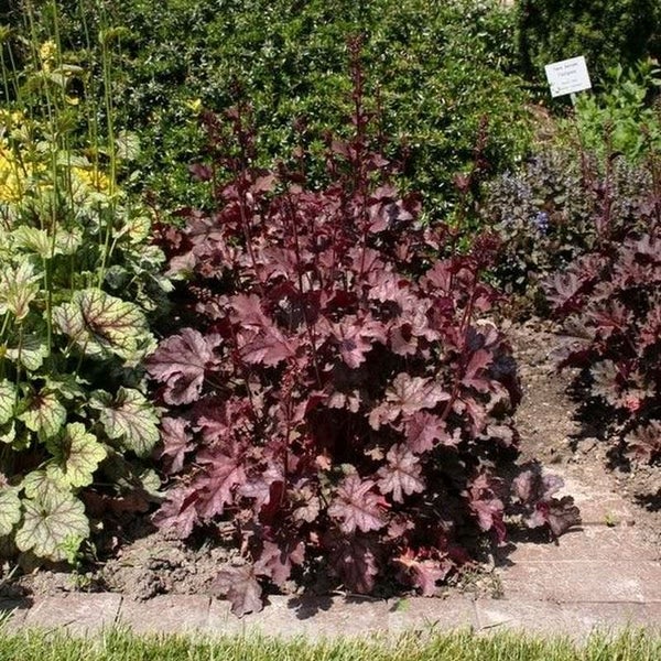 Purpurglöckchen im Gartenbeet