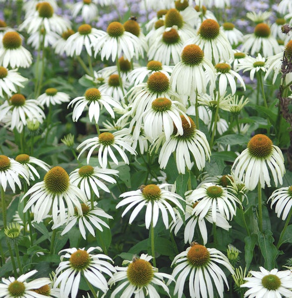 Feld mit weißen Scheinsonnenblumen