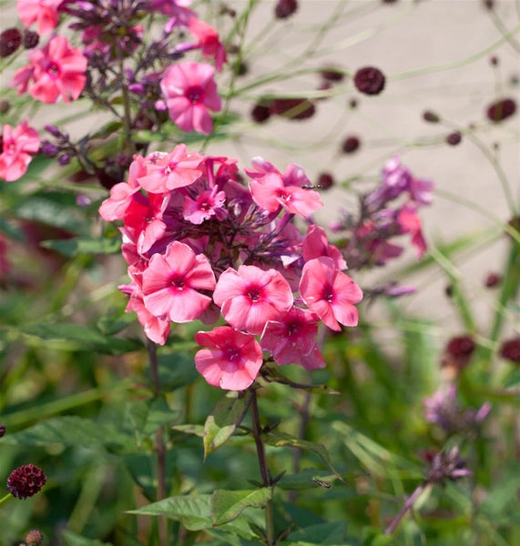Nahaufnahme von Phlox-Blüten im Garten