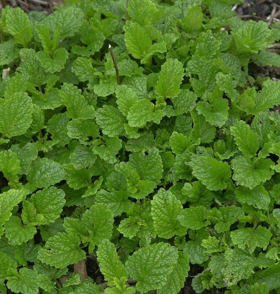 Nahaufnahme einer Zitronenmelisse Pflanze