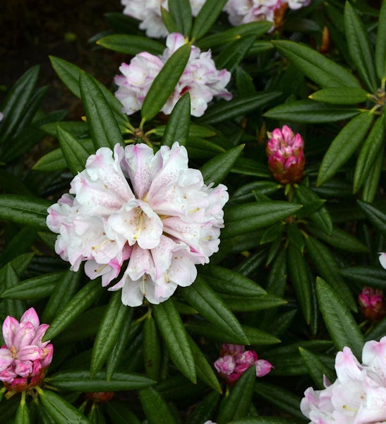 Blühender Rhododendron mit grünen Blättern