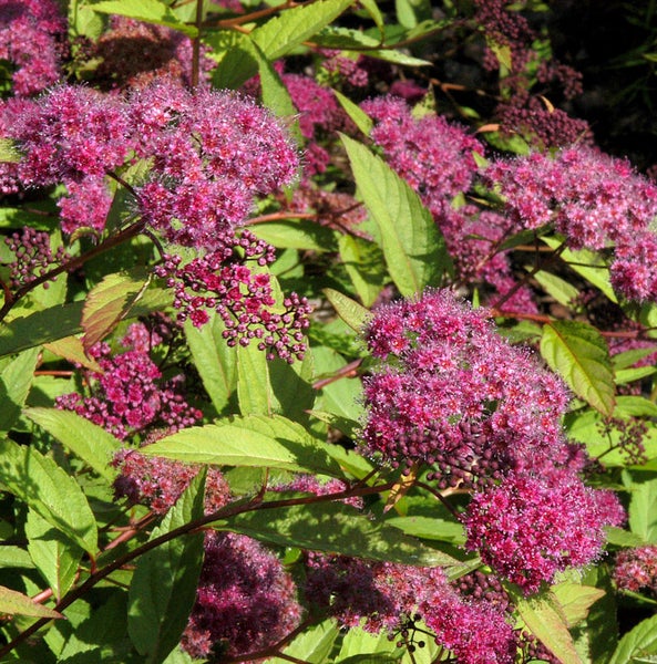 Blühende Spiere mit rosa Blüten und grünen Blättern.